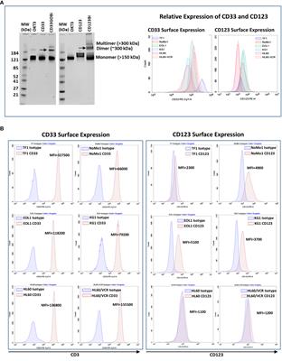 Bispecific antibody-targeted T-cell therapy for acute myeloid leukemia